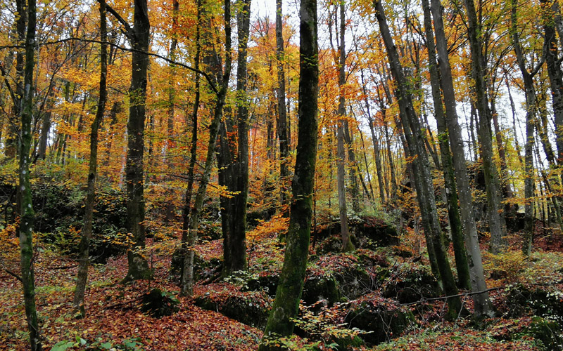 Lipnica Castle Natural Science Trail